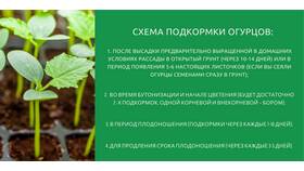 Как правильно использовать золу для подкормки растений в Декатлон